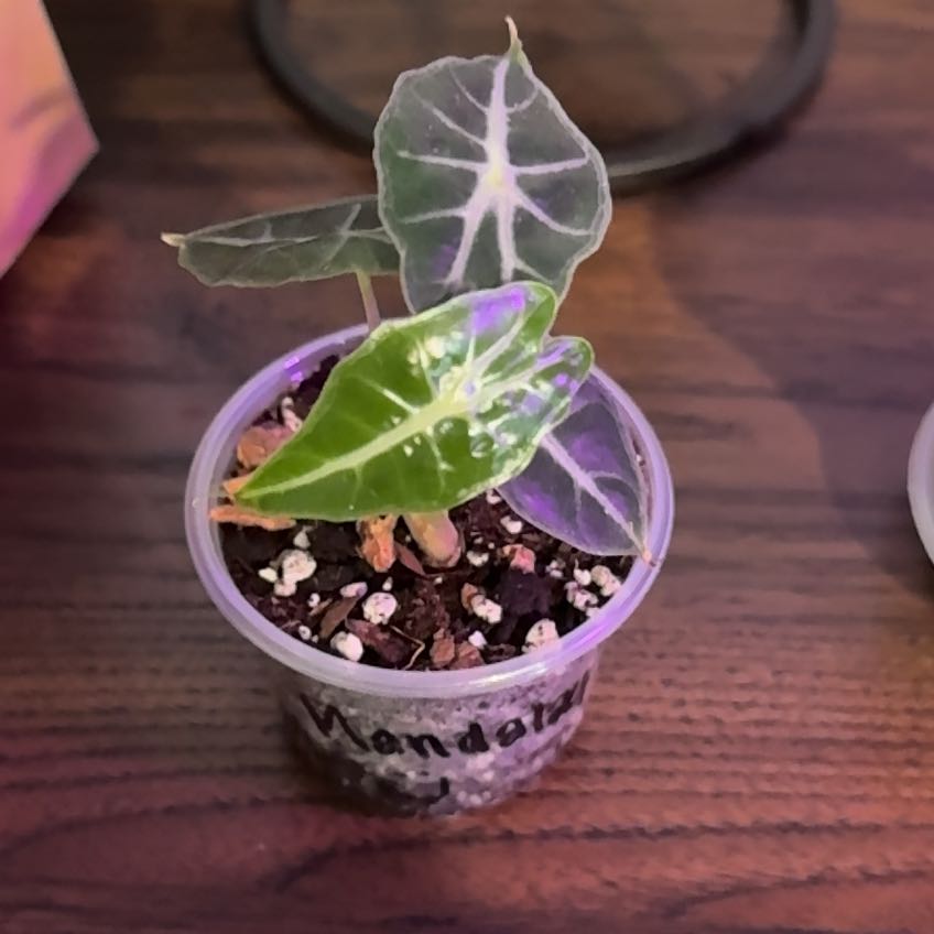 Photo of the plant species Alocasia 'Mandalay' by @MentorPurei25 named Surya on Greg, the plant care app
