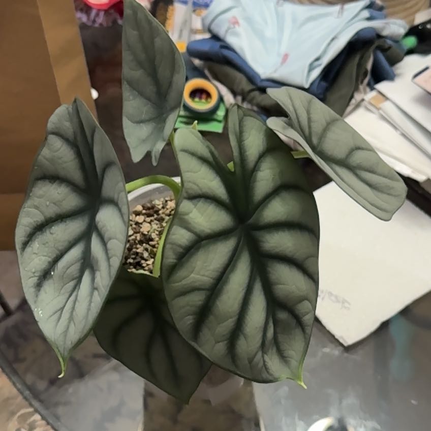 Photo of the plant species Alocasia Platinum by @MentorPurei25 named Gaga on Greg, the plant care app