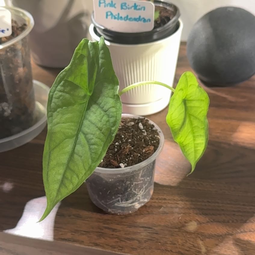 Photo of the plant species Dragon's Breath by @MentorPurei25 named Kesha on Greg, the plant care app