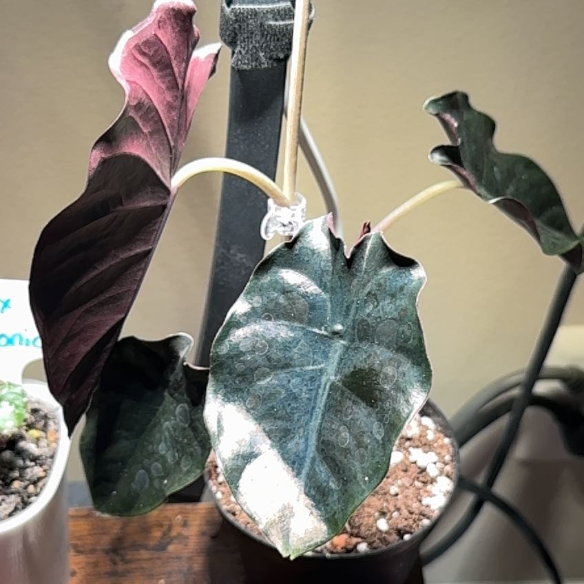 Photo of the plant species Alocasia Kapit Black Panther by @MentorPurei25 named Rosa on Greg, the plant care app
