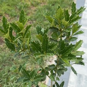 Photo of the plant species Holly Osmanthus by @AffableLime91 named Aristotle on Greg, the plant care app