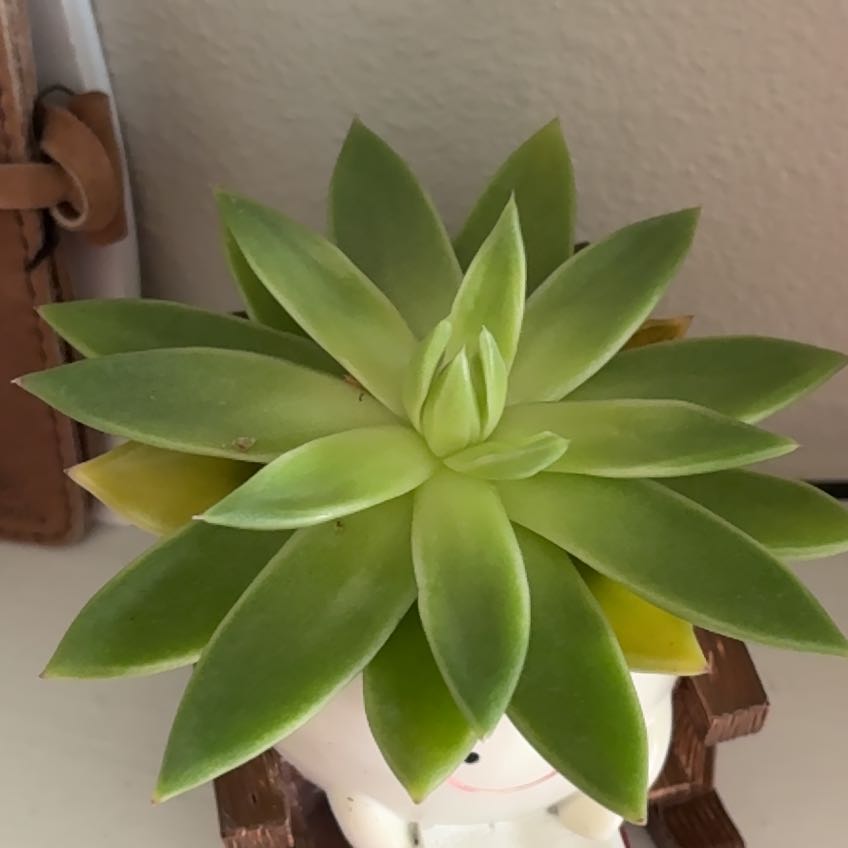 Photo of the plant species Echeveria 'Miranda' by @HumorousRye56 named Lavender on Greg, the plant care app