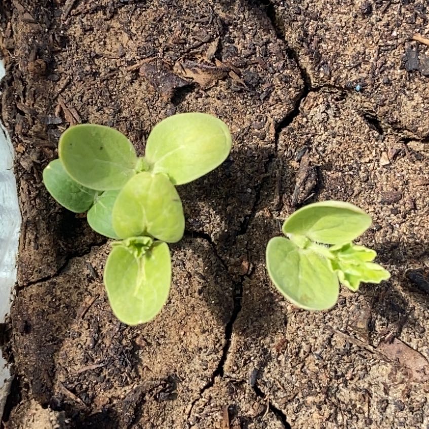 Photo of the plant species Taupata by @SpicyNeem75 named Sir Plancelot on Greg, the plant care app