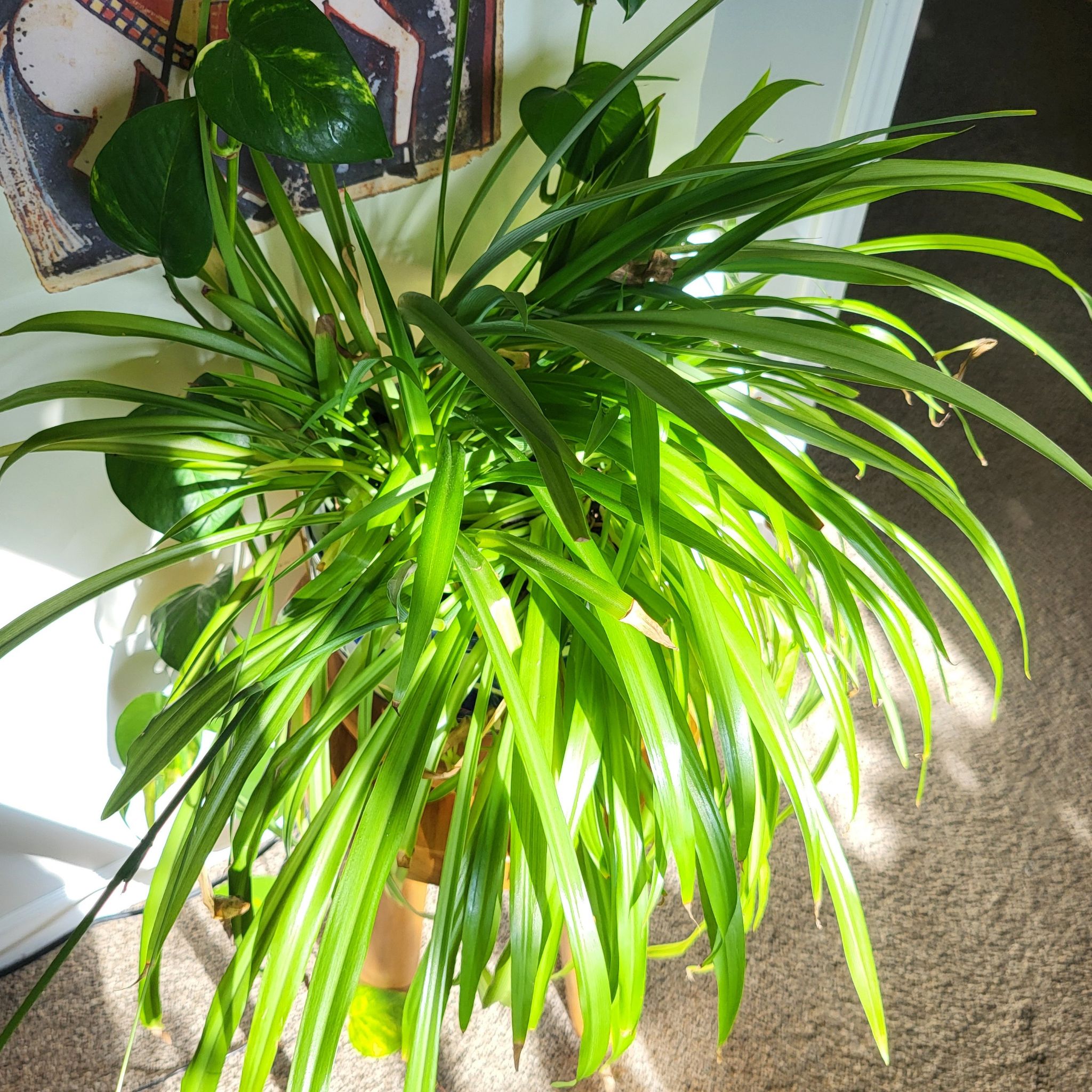 Photo of the plant species Green Spider Plant by @PowerfulFord41 named Bob on Greg, the plant care app
