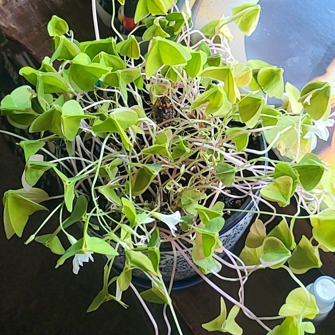 Photo of the plant species Green Shamrock by @PowerfulFord41 named Gilbert on Greg, the plant care app