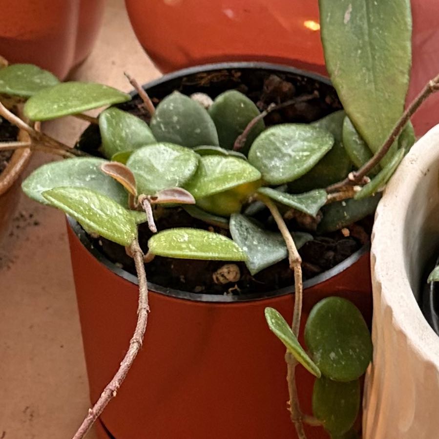 Photo of the plant species Waxplant by @PetMint54 named Naomi on Greg, the plant care app