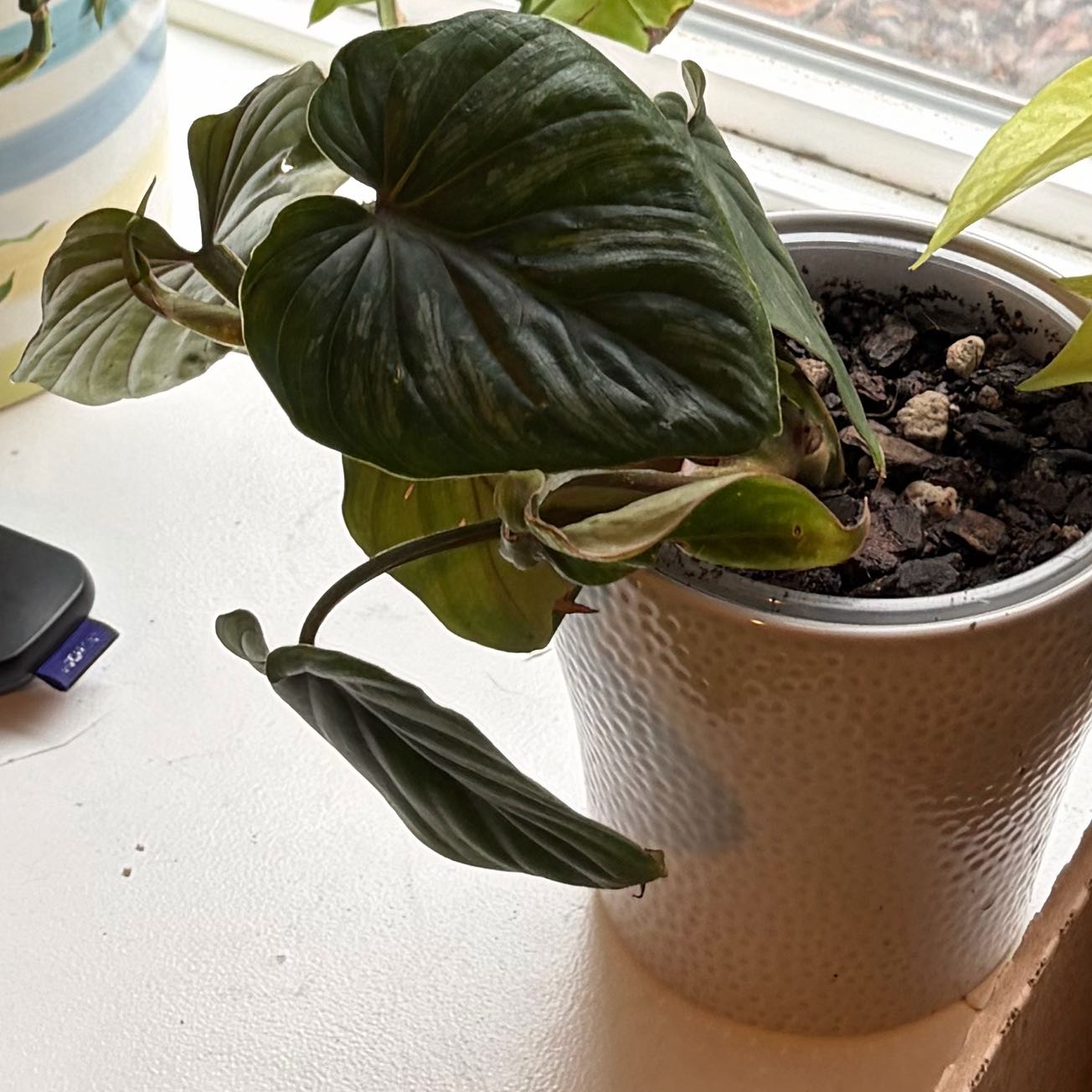 Photo of the plant species Philodendron plowmanii by @PetMint54 named Aristotle on Greg, the plant care app