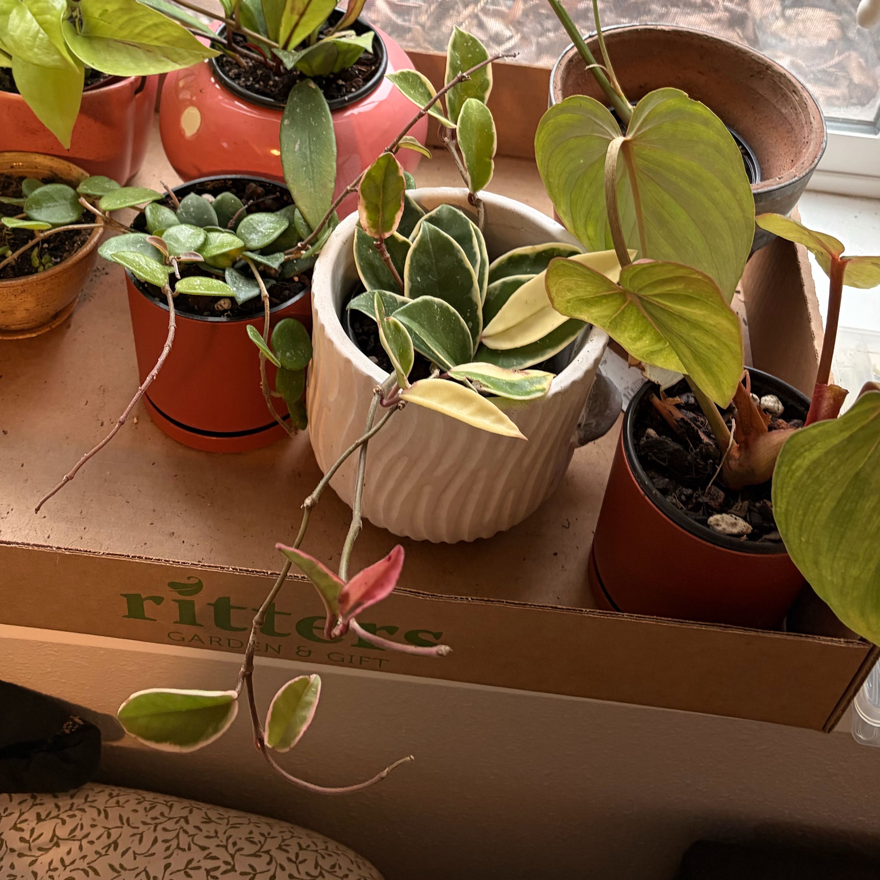 Photo of the plant species Wax plant by @PetMint54 named Rainier on Greg, the plant care app