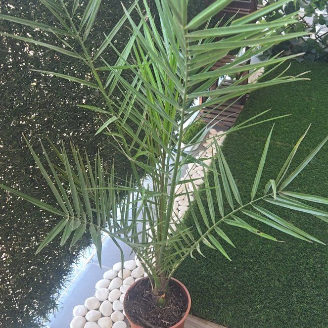 Photo of the plant species Canary Island Date Palm by @WinBigmuhly46 named Mollie on Greg, the plant care app