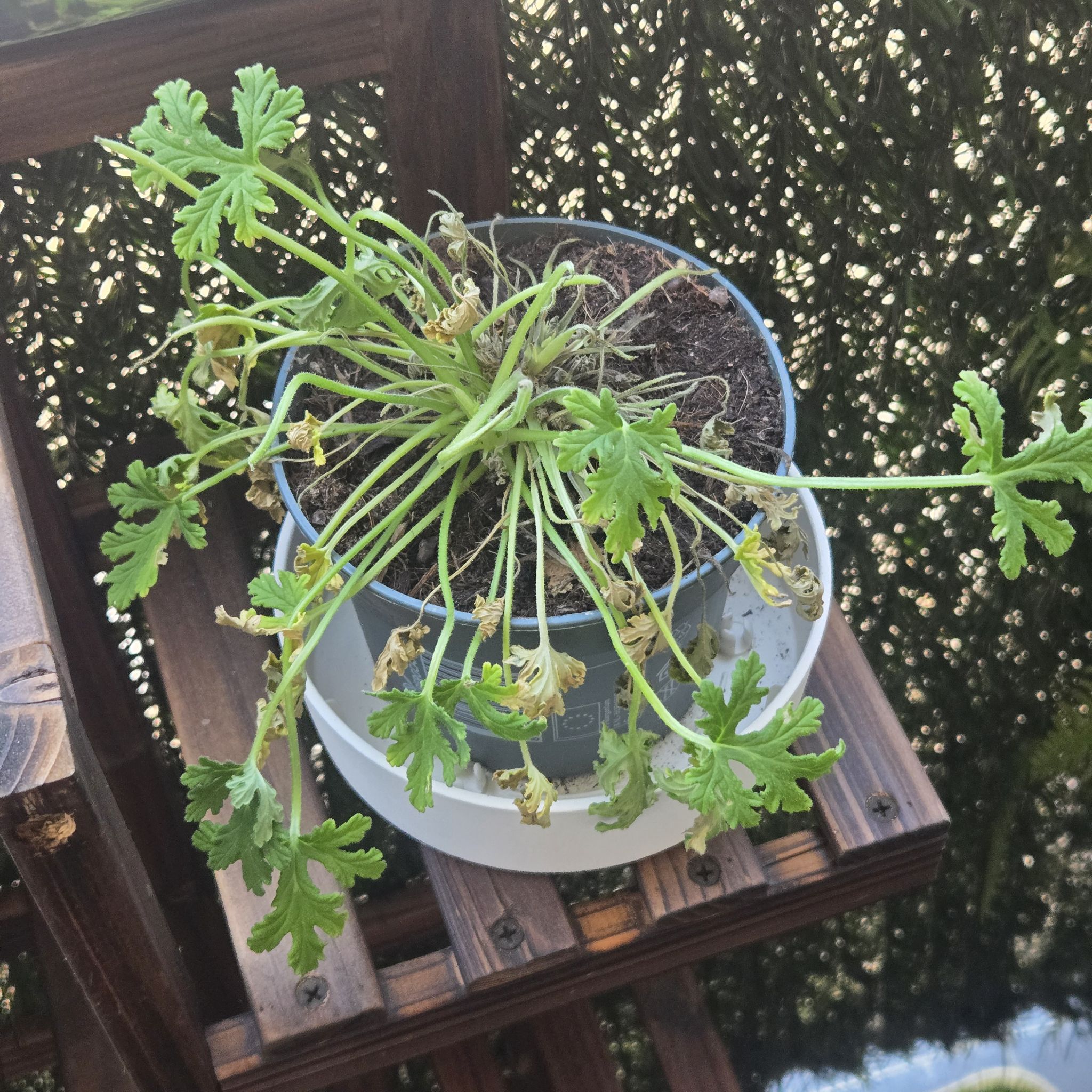 Photo of the plant species Citronella (anti-mosquito plant) by @WinBigmuhly46 named Stella on Greg, the plant care app