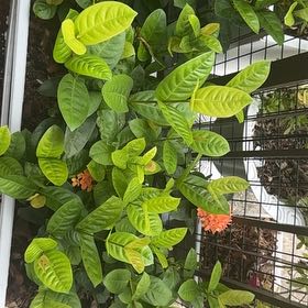 Photo of the plant species Flame of the Woods by @HonestToropapa1 named Rihanna on Greg, the plant care app