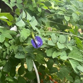 Photo of the plant species Asian Pigeonwings by @HonestToropapa1 named Beckham on Greg, the plant care app