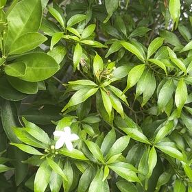 Photo of the plant species Crepe Jasmine by @HonestToropapa1 named Achilles on Greg, the plant care app