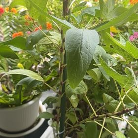 Photo of the plant species Roselle by @HonestToropapa1 named Khaleesi on Greg, the plant care app