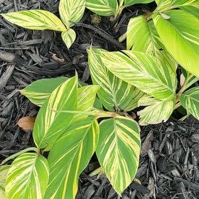 Photo of the plant species Variegated Shell Ginger by @KeenPixiecap40 named Delilah on Greg, the plant care app
