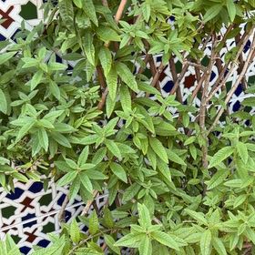 Photo of the plant species lemon verbena by @credo葵 named Eva on Greg, the plant care app