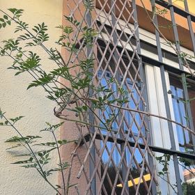 Photo of the plant species White Jasmine by @credo葵 named Doja Cat on Greg, the plant care app