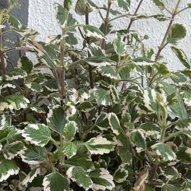 Photo of the plant species Variegated Swedish Ivy by @credo葵 named Sol on Greg, the plant care app