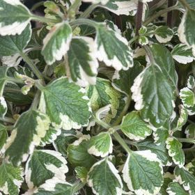 Photo of the plant species Variegated Swedish Ivy by @credo葵 named Willow on Greg, the plant care app