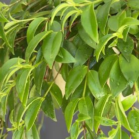Photo of the plant species Codonanthe by @credo葵 named Anne on Greg, the plant care app