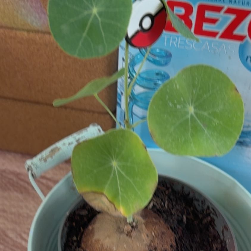 Photo of the plant species Stephania erecta by @credo葵 named Beckham on Greg, the plant care app