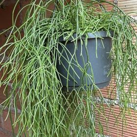 Photo of the plant species Rhipsalis baccifera by @credo葵 named Athena on Greg, the plant care app