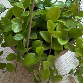 Photo of the plant species Hoya 'Mathilde Splash' by @credo葵 named Ronaldo on Greg, the plant care app