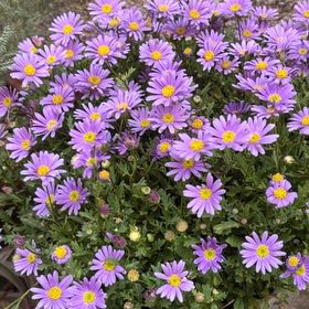 Photo of the plant species Garden Aster by @credo葵 named Daphne on Greg, the plant care app