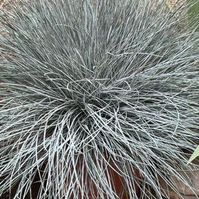 Photo of the plant species blue fescue by @credo葵 named Drake on Greg, the plant care app
