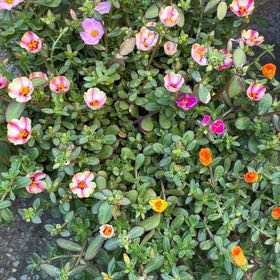 Photo of the plant species Wingpod Purslane by @credo葵 named Gobi on Greg, the plant care app