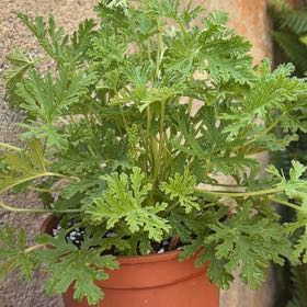 Photo of the plant species Sweet Scented Geranium by @credo葵 named Elle on Greg, the plant care app