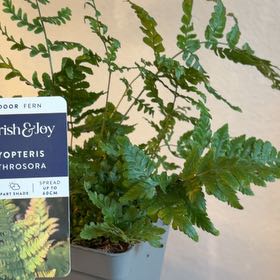 Photo of the plant species Autumn Fern by @credo葵 named Lebron on Greg, the plant care app