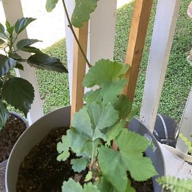 Photo of the plant species Vitis Vinifera by @PotentMugwort39 named Dax on Greg, the plant care app