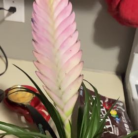 Photo of the plant species Pink Quill by @PotentMugwort39 named LiloStitch on Greg, the plant care app