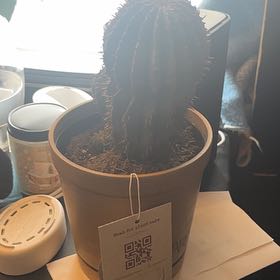 Photo of the plant species Milk Barrel Cactus by @DefiantOlneya1 named Marie on Greg, the plant care app