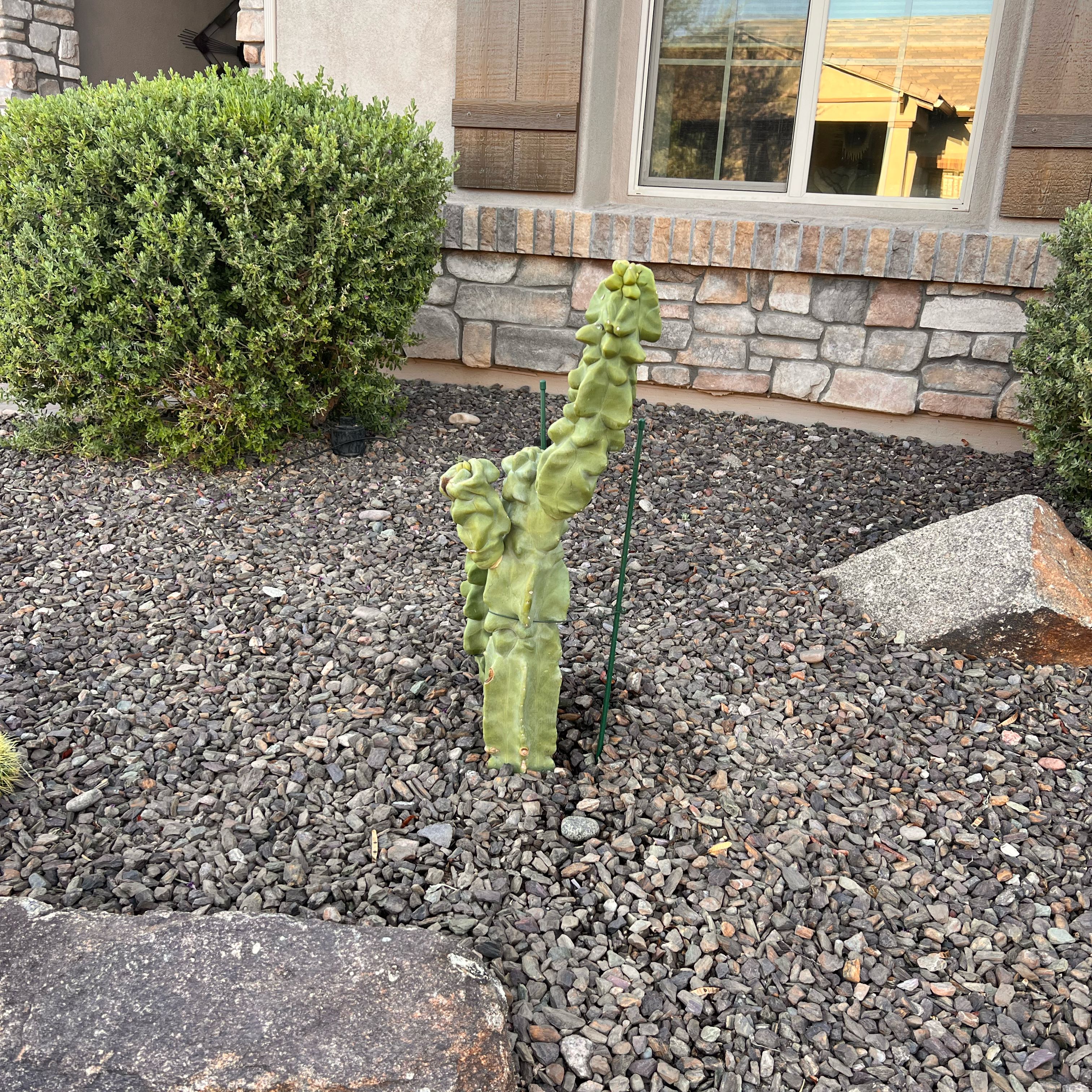 Photo of the plant species Pachycereus Schottii by @InvincibleWeed0 named Rosa on Greg, the plant care app