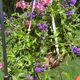 Photo of the plant species Lunaria Annua by @SageLuscious9 named Ulysses S Plant on Greg, the plant care app