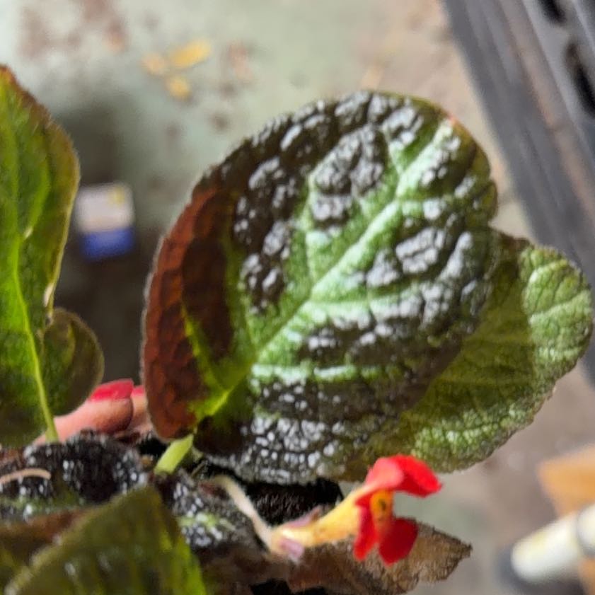 Photo of the plant species Sunset Bells by @LovelyKamahi66 named Kardashian on Greg, the plant care app