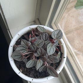 Photo of the plant species Peperomia Sunrise by @NovelColeus93 named Michelle Branch on Greg, the plant care app