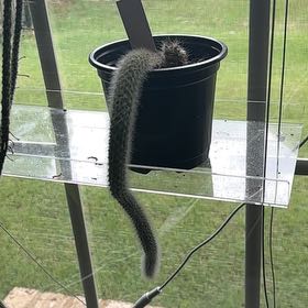 Photo of the plant species Monkey Tail Cactus by @NovelColeus93 named Austen on Greg, the plant care app