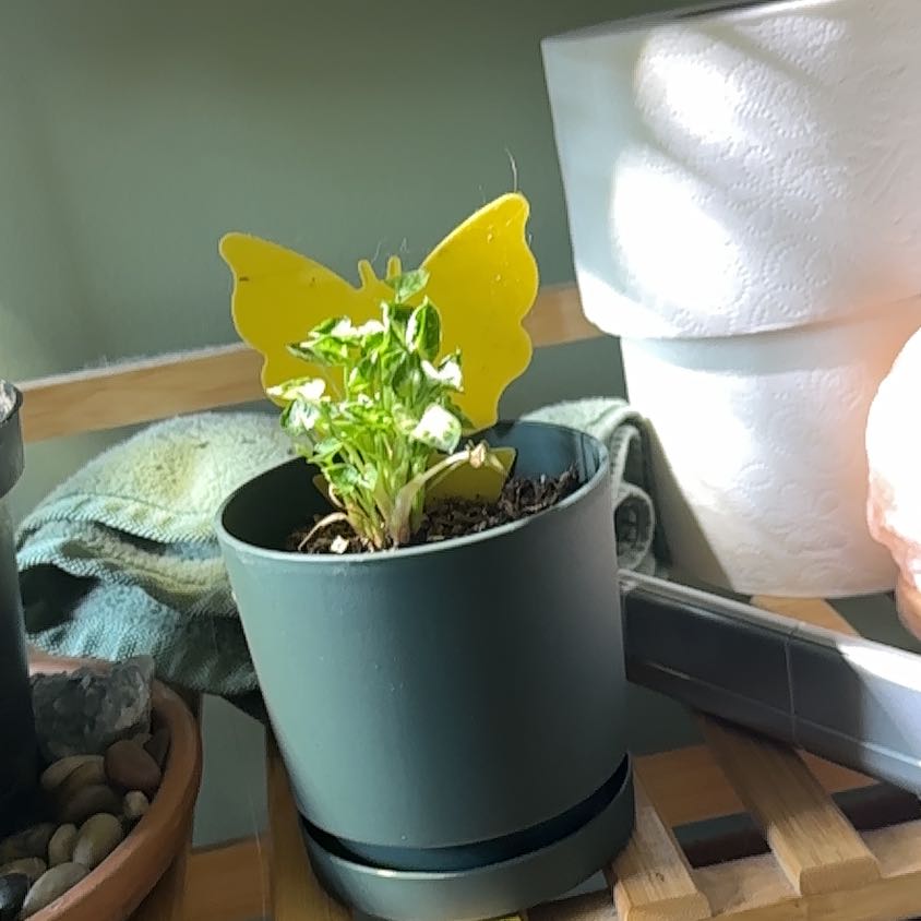 Photo of the plant species Syngonium Pixie by @NovelColeus93 named Elina on Greg, the plant care app