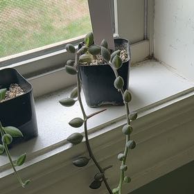 Photo of the plant species String of Watermelons by @NovelColeus93 named Planty on Greg, the plant care app