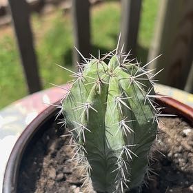 Photo of the plant species Polaskia chichipe by @GrandRhodora39 named Sir Plancelot on Greg, the plant care app