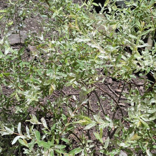 Photo of the plant species Flamingo Dappled willow by @HandyBulrush23 named Madonna on Greg, the plant care app