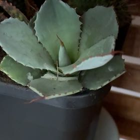 Photo of the plant species Butterfly Agave by @LoyalSagebush73 named Sage on Greg, the plant care app