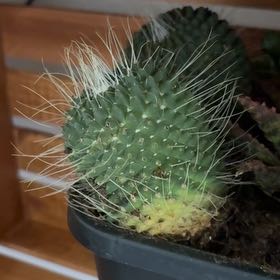 Photo of the plant species Arborescent Prickly Pear by @LoyalSagebush73 named Orlando Bloom on Greg, the plant care app