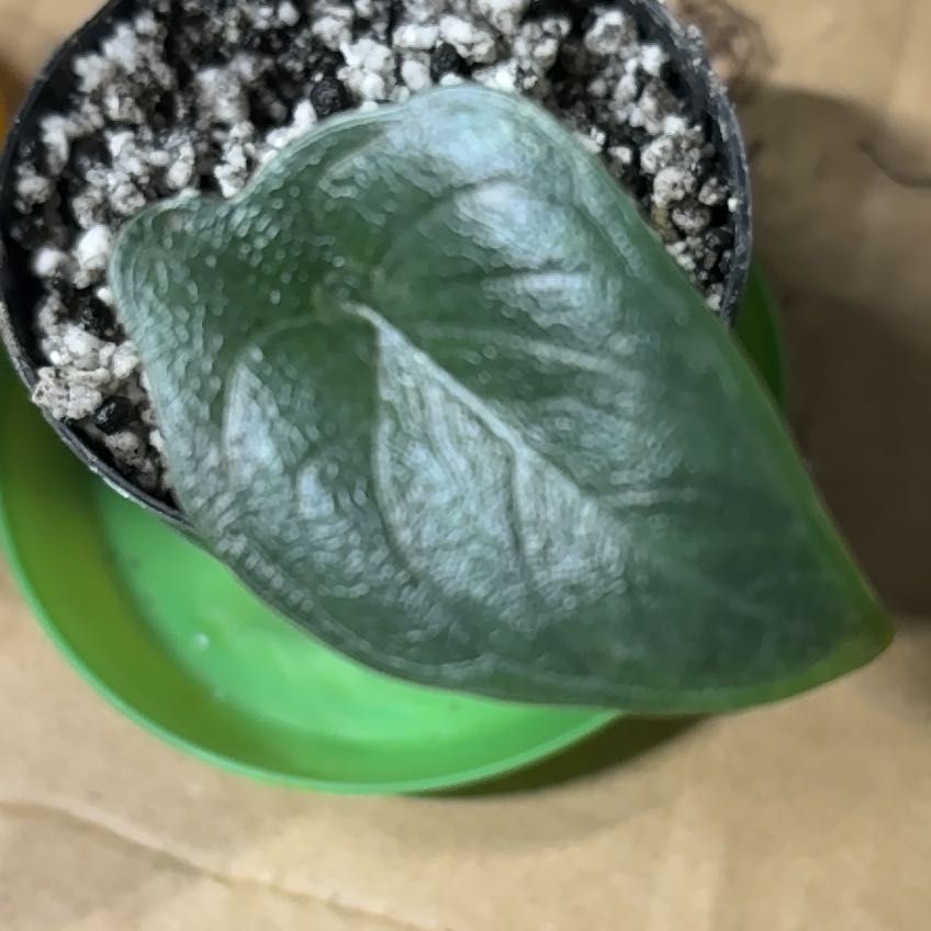 Photo of the plant species Alocasia 'Rugosa' by @LoyalSagebush73 named Morgan Treeman on Greg, the plant care app