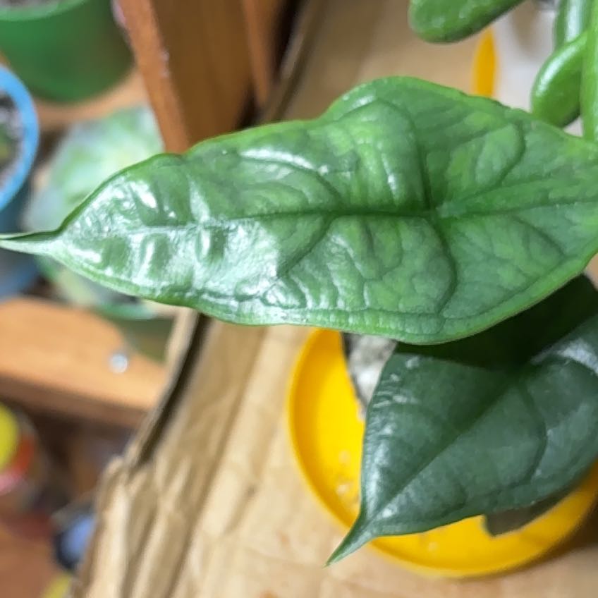 Photo of the plant species Alocasia dragons breath by @LoyalSagebush73 named Aria on Greg, the plant care app