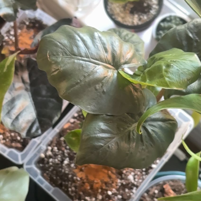 Photo of the plant species Elephant Ear by @LoyalSagebush73 named Stella on Greg, the plant care app