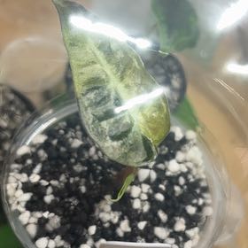 Photo of the plant species Alocasia Polly Aurea by @LoyalSagebush73 named Kylie on Greg, the plant care app